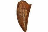 Serrated, Raptor Tooth - Real Dinosaur Tooth #216549-1